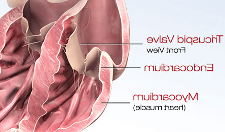 Heart diagram showing the myocardium layer of the heart